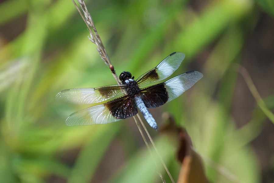 Dragonfly 9439 by G L Sarti Dragonfly 9439 by G L Sarti