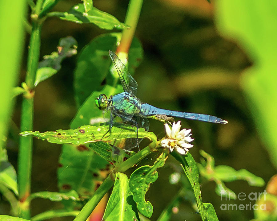 Dragonfly Among Wildflowers Photograph by Stephen Whalen