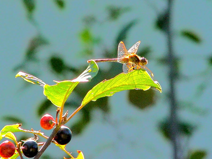 Dragonfly and Berries Digital Art by Cliff Wilson