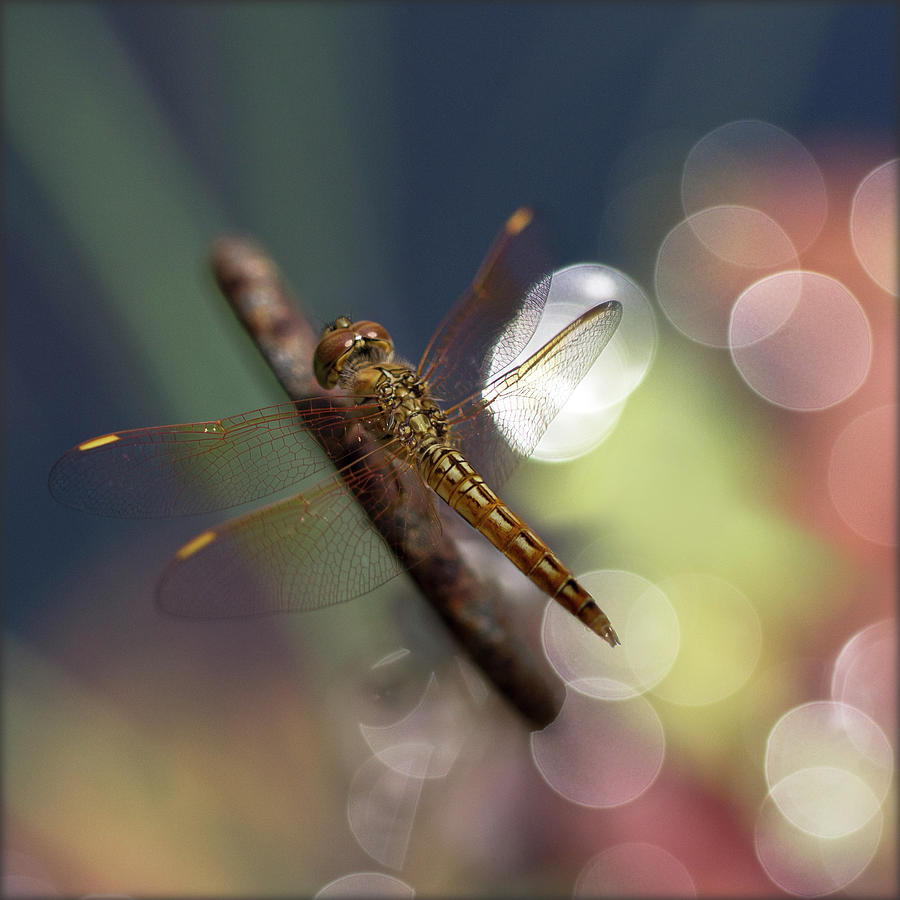 Dragonfly And Bokeh Photograph by Lal