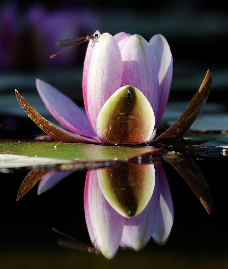 Dragonfly And Water Lily Photograph by Jlr