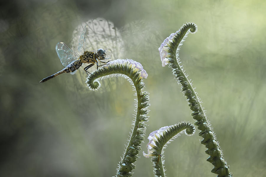 Dragonfly And Wildflowers Photograph by Abdul Gapur Dayak