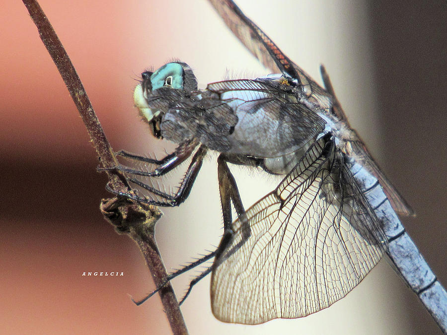 Dragonflies Photograph - Dragonfly by Angelcia Carol Wright
