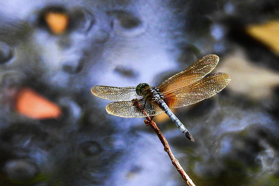 Dragonfly at the Swamp Photograph by Tana Reiff