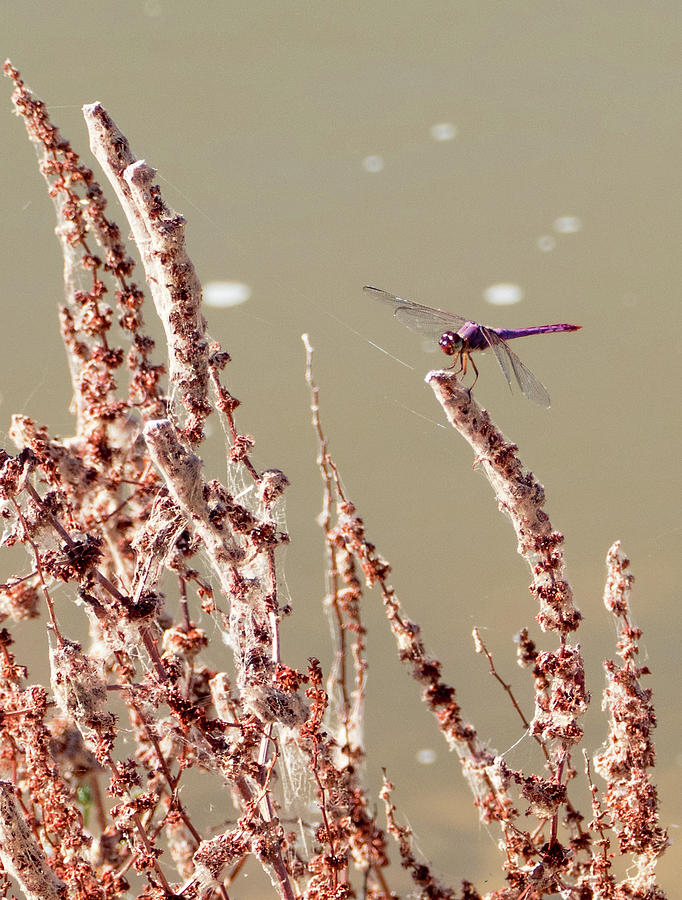 Dragonfly at the Wetlands Photograph by Laurel Powell