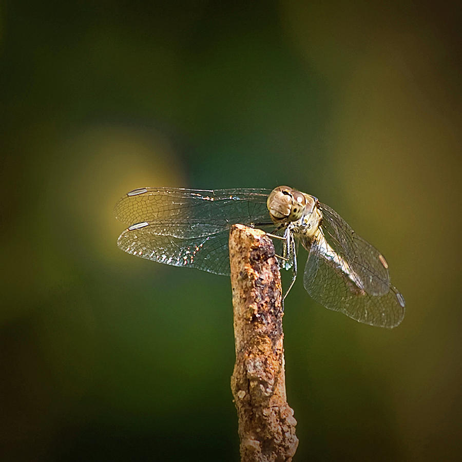 Dragonfly Photograph by Beatriz Molina