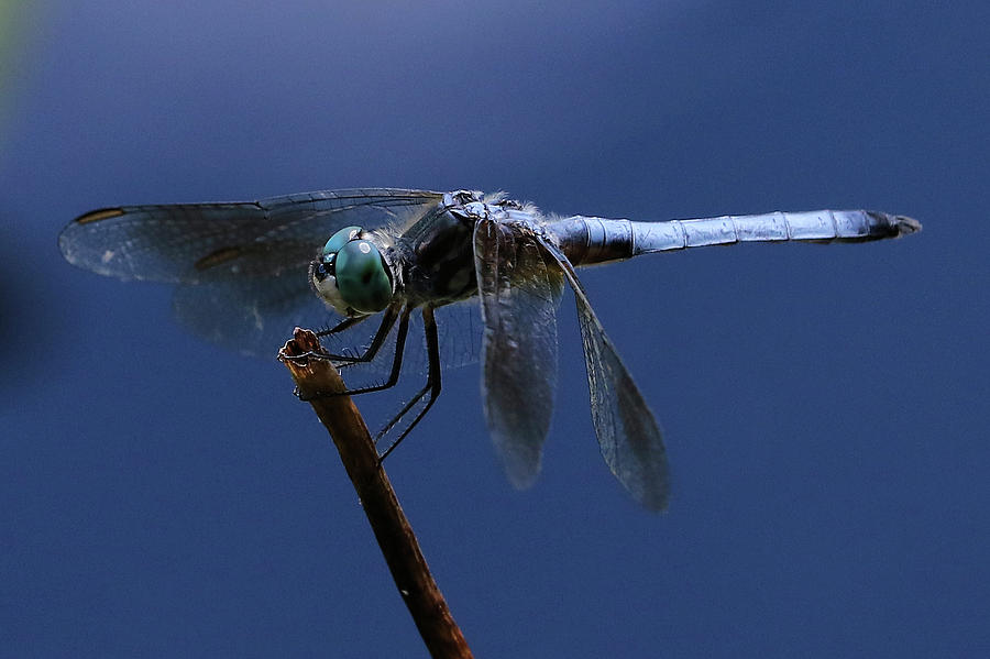 Dragonfly Blues Photograph by Doris Potter