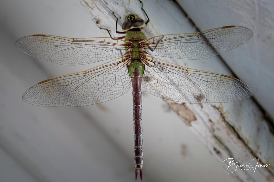 Dragonfly Photograph by Brian Jones