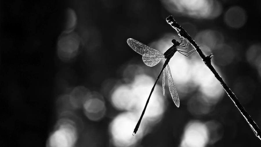 Black And White Photograph - Dragonfly By Light by Rui Ribeiro