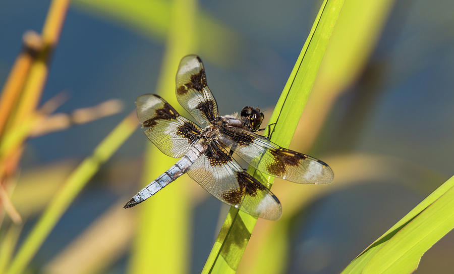 Dragonfly By Pond Photograph