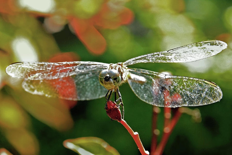 Dragonfly Photograph by Charlotte Schafer