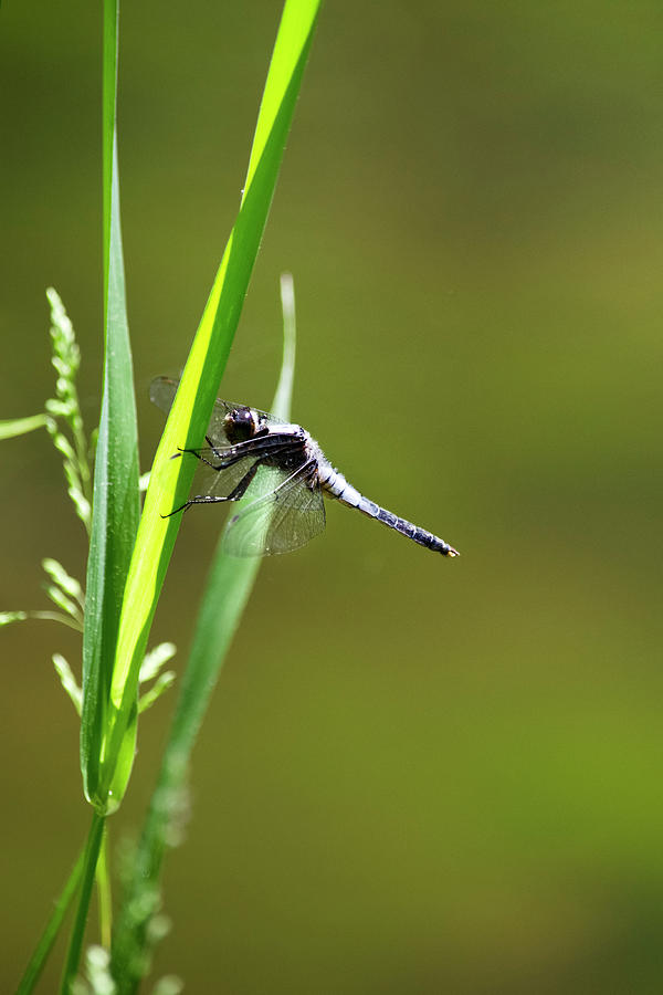 Dragonfly Photograph by Christina Rollo