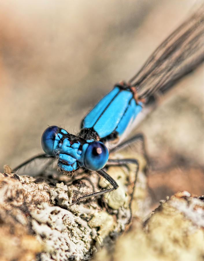 Dragonfly Close-up Photograph By Francis Sullivan