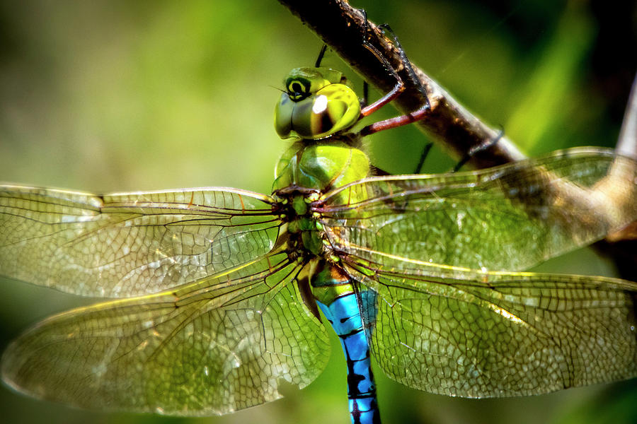 Dragonfly Closeup Photograph