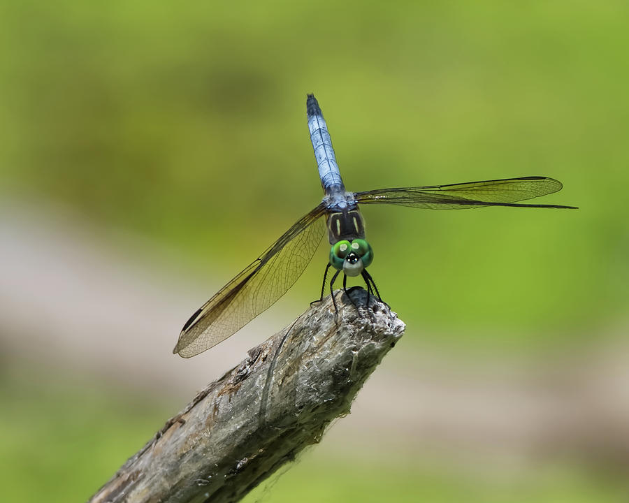 Dragonfly Photograph by Deborah Ritch