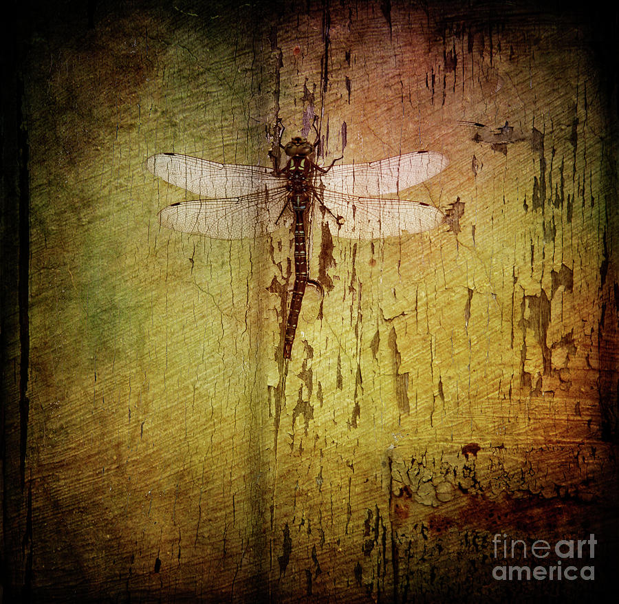 Dragonfly Photograph by Debra Fedchin