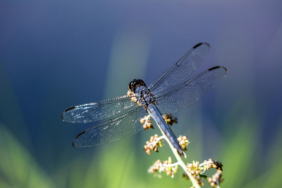 DragonFly Delight Photograph by Douglas Wielfaert