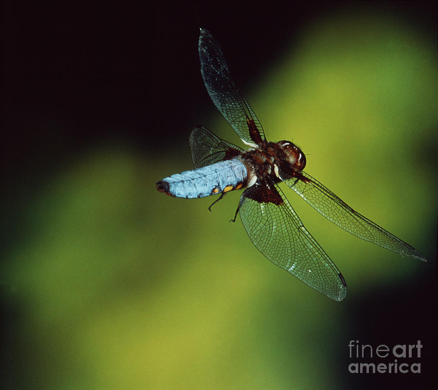 Wildlife Photograph - Dragonfly Flight by Dr. John Brackenbury/science Photo Library