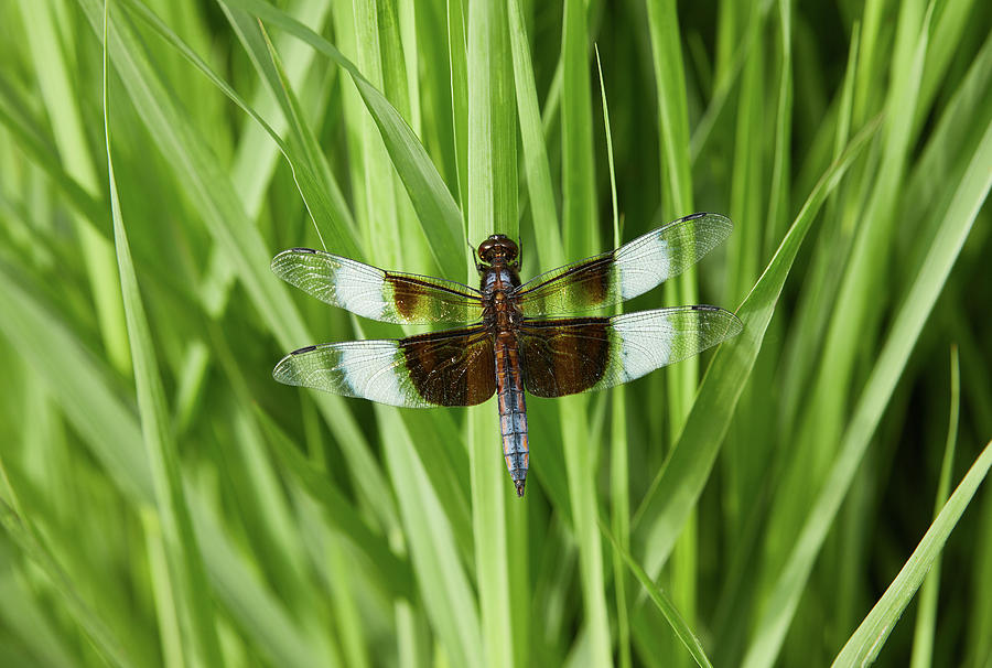 Dragonfly Photograph by Garden Gate magazine