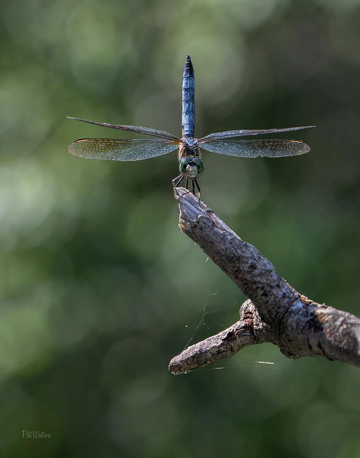 Dragonfly Handstand Photograph by Pat Watson