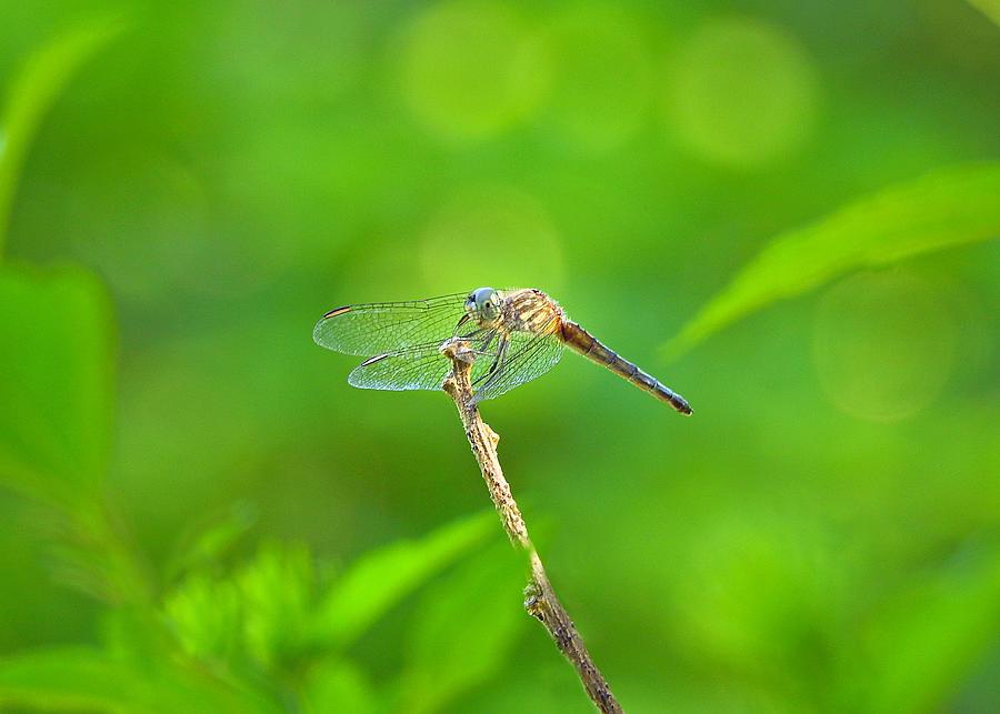 Dragonfly Hanging On Photograph by Carmen Macuga | Fine Art America