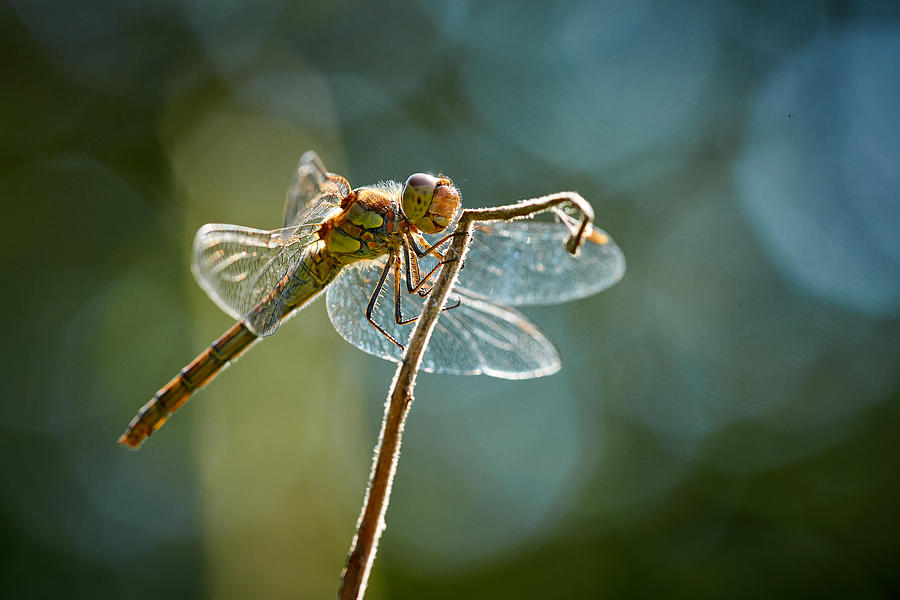 Dragonfly In Backlight Photograph by Bodo Balzer