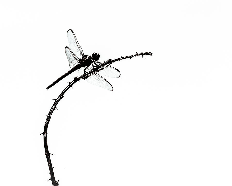 Dragonfly in Black and White Photograph by Wade Brooks