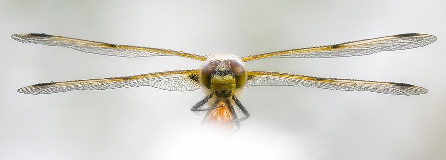 Dragonfly In Cotton Grass Photograph by Edgar Radermacher