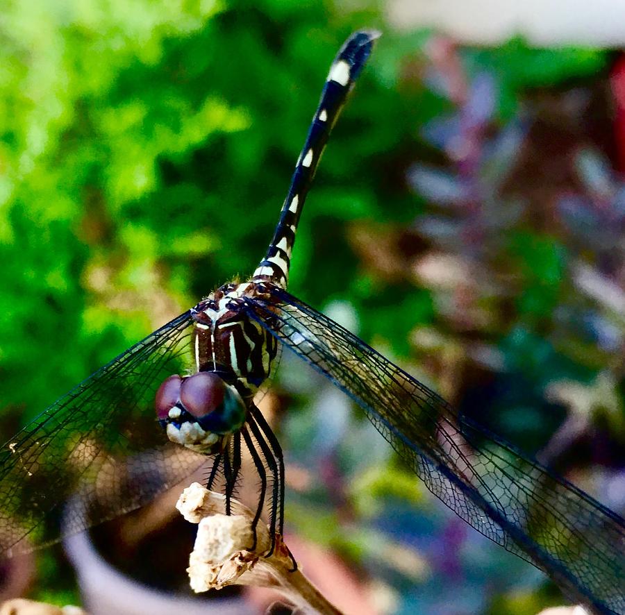 Nature Photograph - Dragonfly in Miniature by Toni Hopper