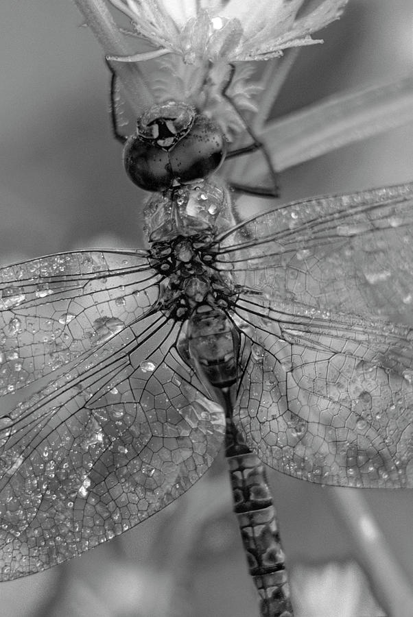 Dragonfly In Morning Dew Photograph by Tim Fitzharris