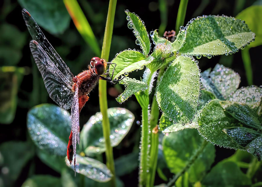Dragonfly in the Morning Photograph by Deborah Penland
