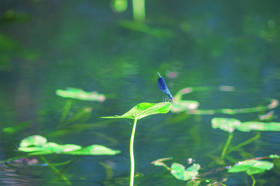 Dragonfly in the Spreewald Photograph by Sun Travels