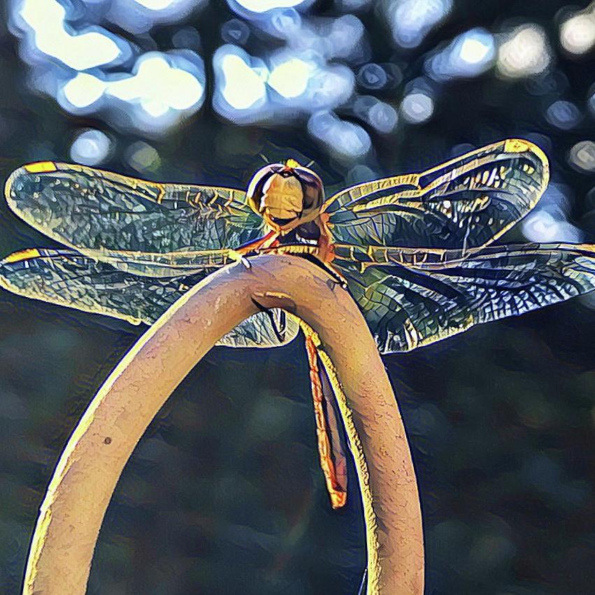Dragonfly in the Sun  Digital Art by Cindy Greenstein