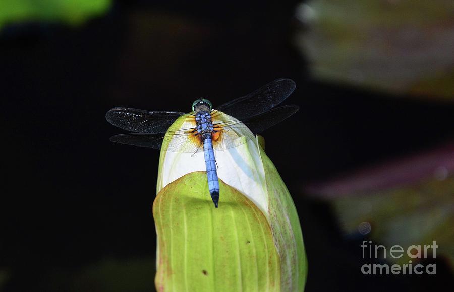 Dragonfly in the Water Garden Photograph by Cindy Manero