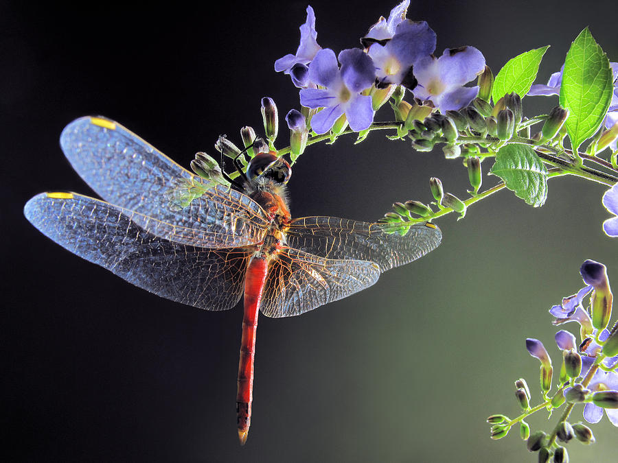 Dragonfly Photograph by Jimmy Hoffman