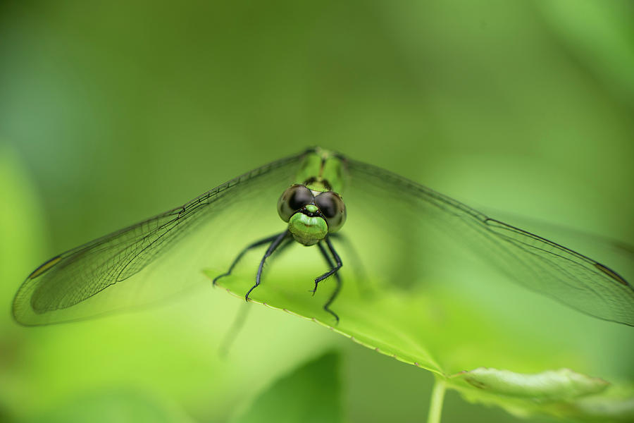 Dragonfly by Karen Rispin Dragonfly by Karen Rispin