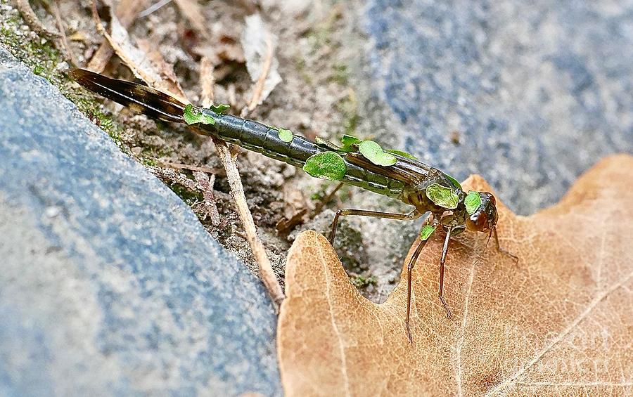 Dragonfly Larva Photograph by Elisabeth Derichs