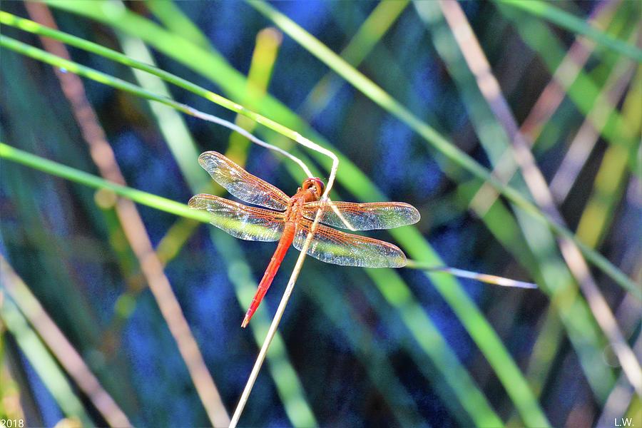 Dragonfly Photograph by Lisa Wooten