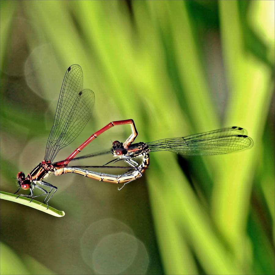 Dragonfly Love Photograph by Soul-images Dragonfly Love Photograph by Soul-images