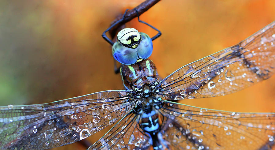 Dragonfly macro  shot Photograph by Denys Kuvaiev