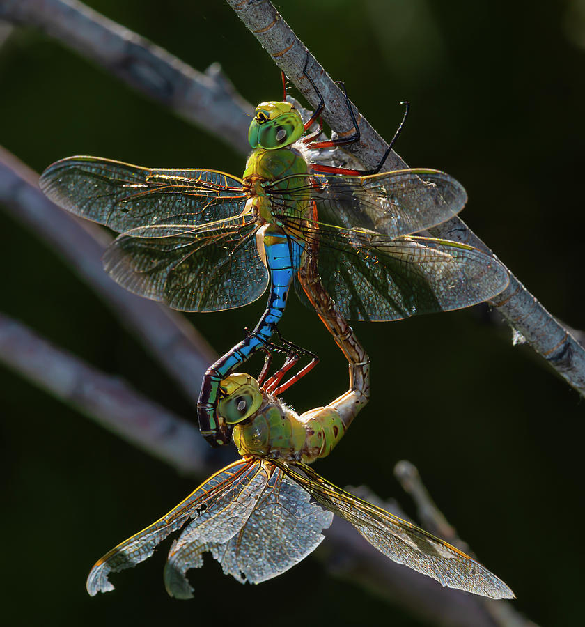 Dragonfly Mating Wheel Photograph by Rick Mosher