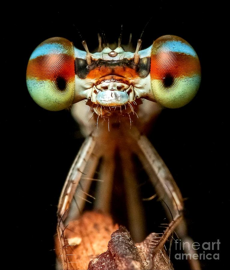 Dragonfly Digital Art by Michael Graham