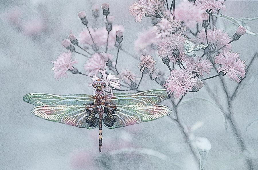 Dragonfly Photograph by Michael Lustbader