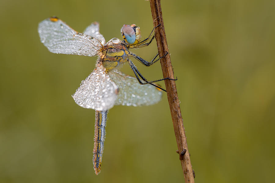 Wildlife Photograph - Dragonfly by Michel Manzoni