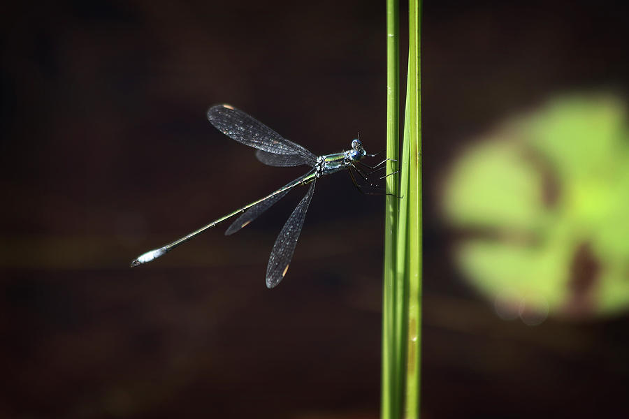 Dragonfly Photograph by Morgan Wright