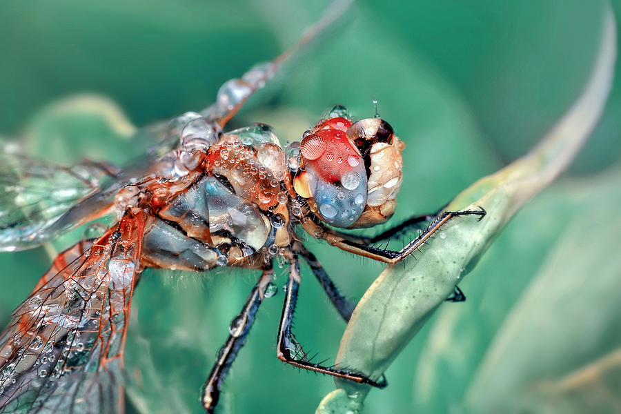 Nature Photograph - Dragonfly by Mustafa ztrk