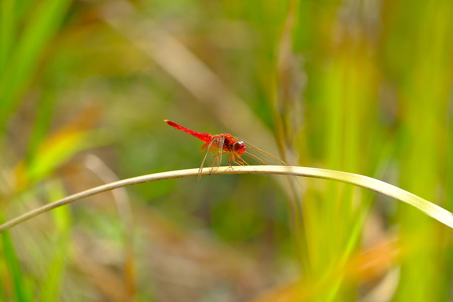 Animal Photograph - Dragonfly by New Impressionist