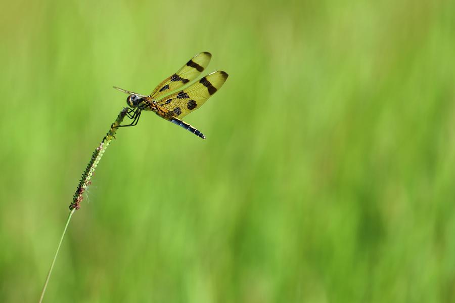 Dragonfly on a Blade of Grass Photograph by T Lynn Dodsworth