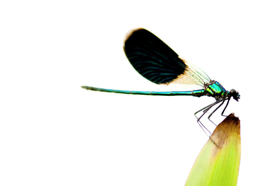 Dragonfly On A Blade Of Grass Photograph by Win-initiative/neleman