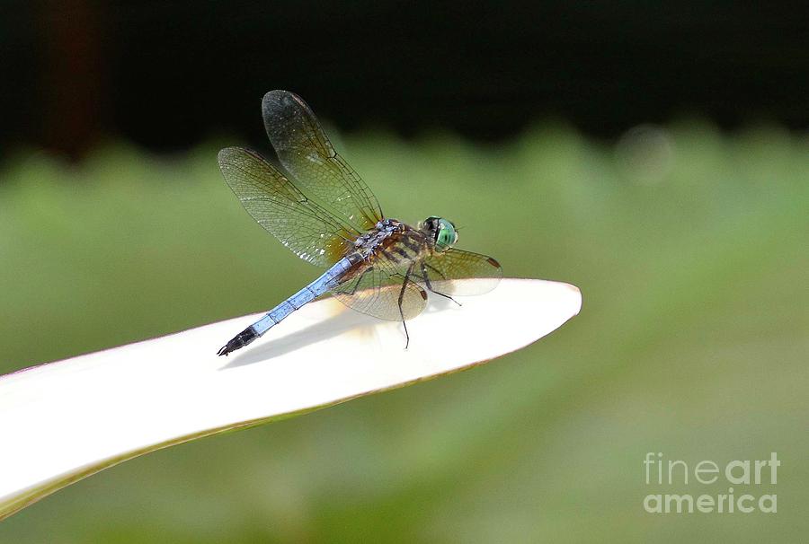 Dragonfly on Egyptian Water Lily Photograph by Cindy Manero